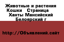 Животные и растения Кошки - Страница 7 . Ханты-Мансийский,Белоярский г.